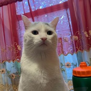 Meet your Posher, Samandar